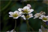 Saxifraga × arendsii. Цветки с питающейся мухой-долгоножкой. Московская обл., Раменский р-н, окр. дер. Хрипань, садовый участок. 24.05.2026.