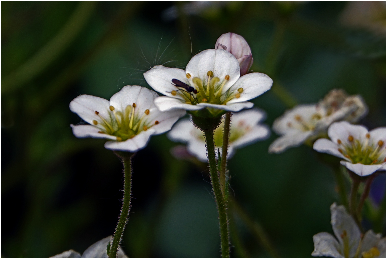 Image of Saxifraga × arendsii specimen.