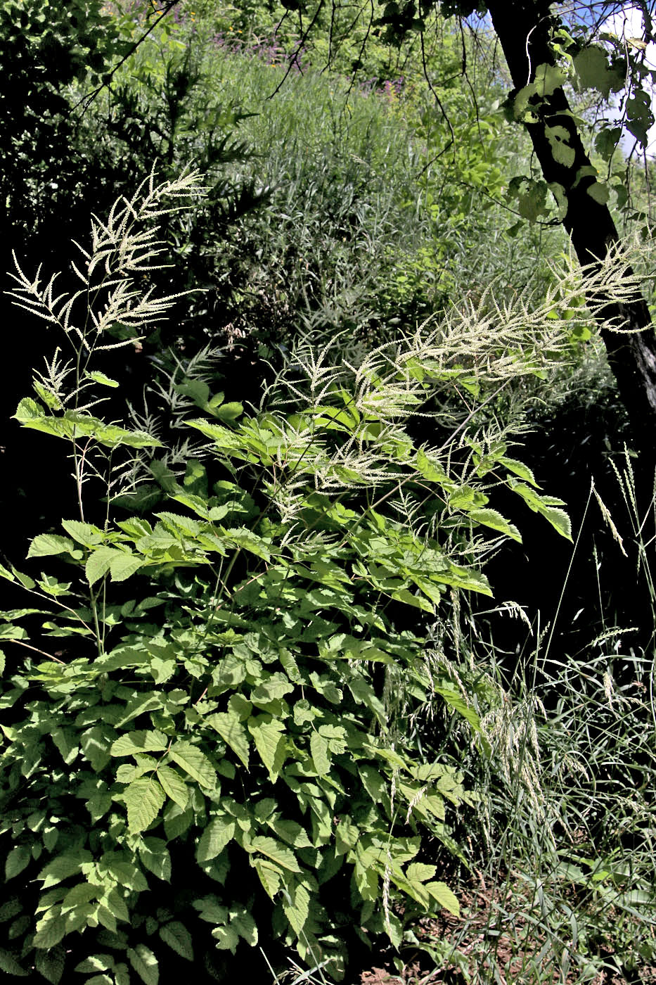 Image of Aruncus sylvestris specimen.