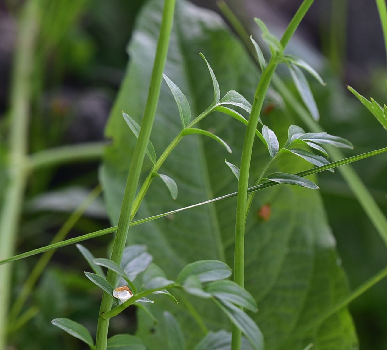 Изображение особи Cardamine uliginosa.