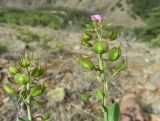 Aethionema rhodopaeum. Верхушки побегов с незрелыми плодами и цветками. Болгария, Кырджалийская обл., община Кирково, к западу от дер. Добромирци, гора Восточные Родопы, на серпентинитовом субстрате. 16 апреля 2025 г.