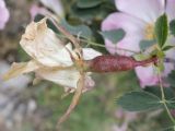 род Rosa