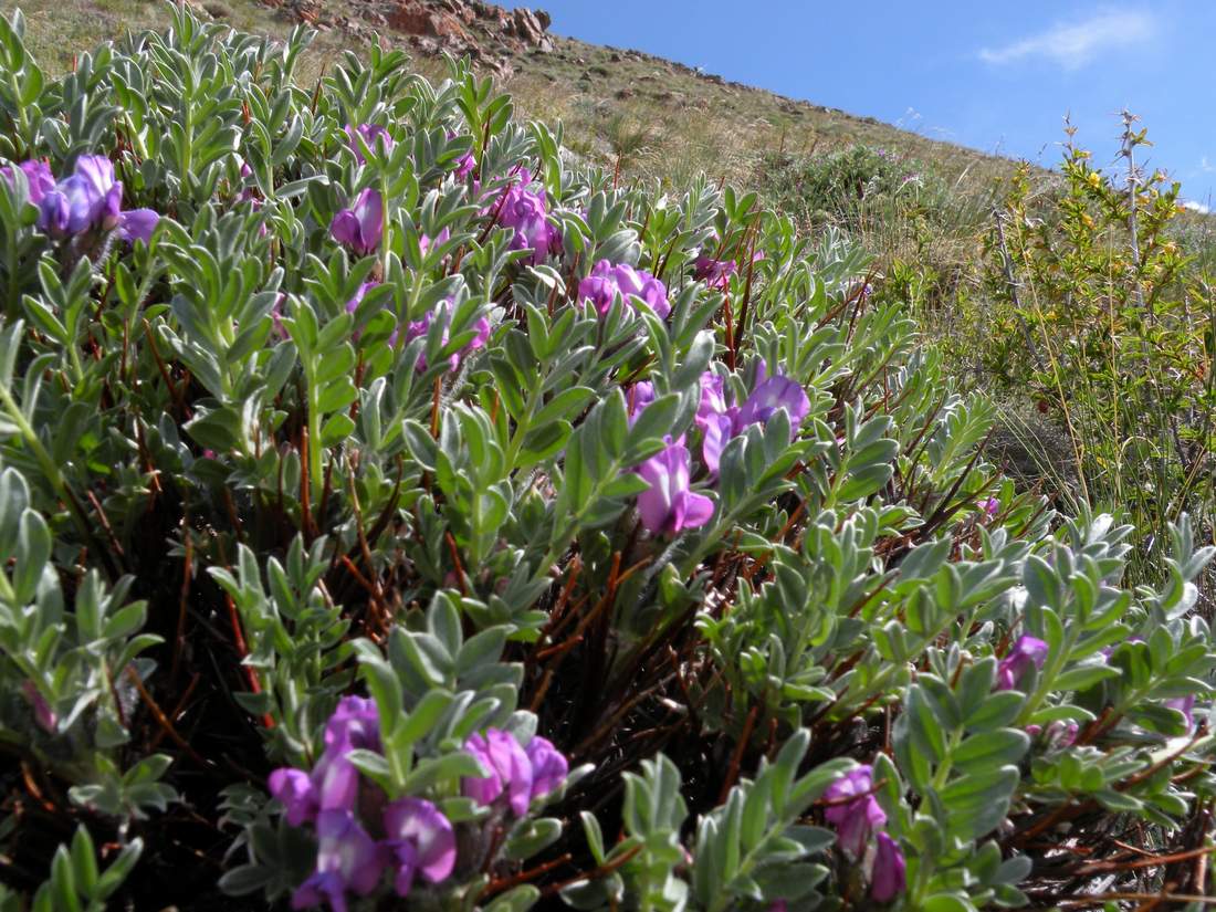 Изображение особи Oxytropis tragacanthoides.