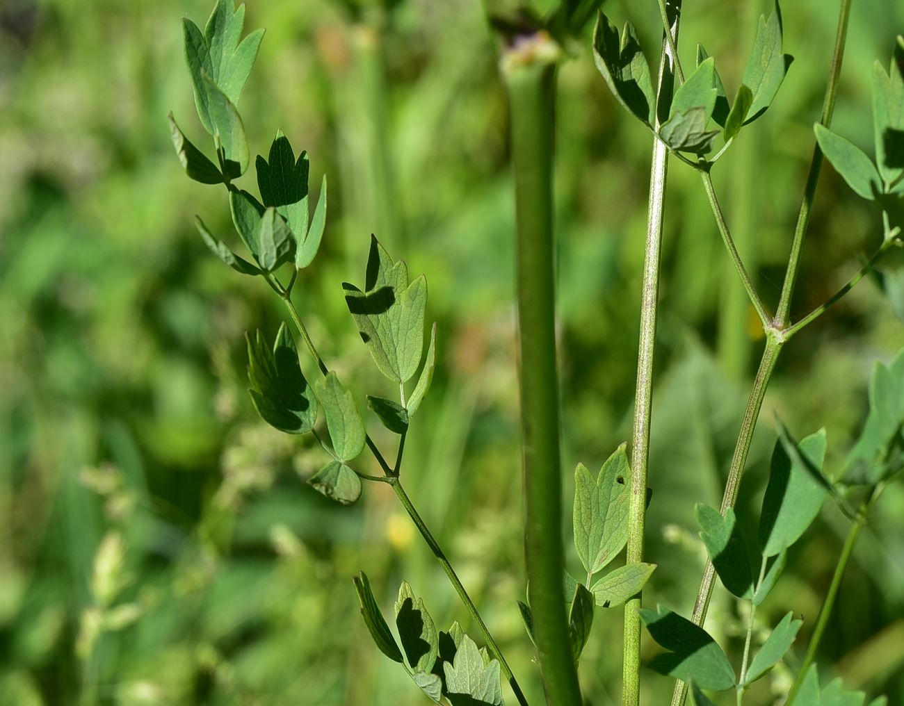Image of Thalictrum simplex specimen.