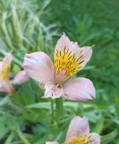genus Alstroemeria. Цветок. Абхазия, г. Сухум, Сухумский ботанический сад. 13.08.2024.