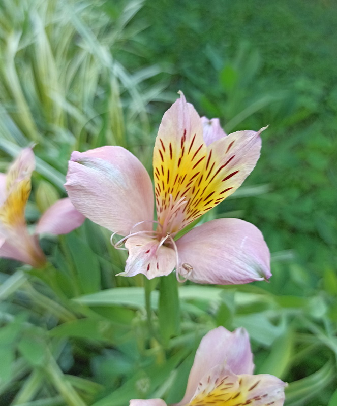 Image of genus Alstroemeria specimen.