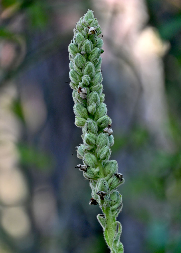Изображение особи Verbascum thapsus.