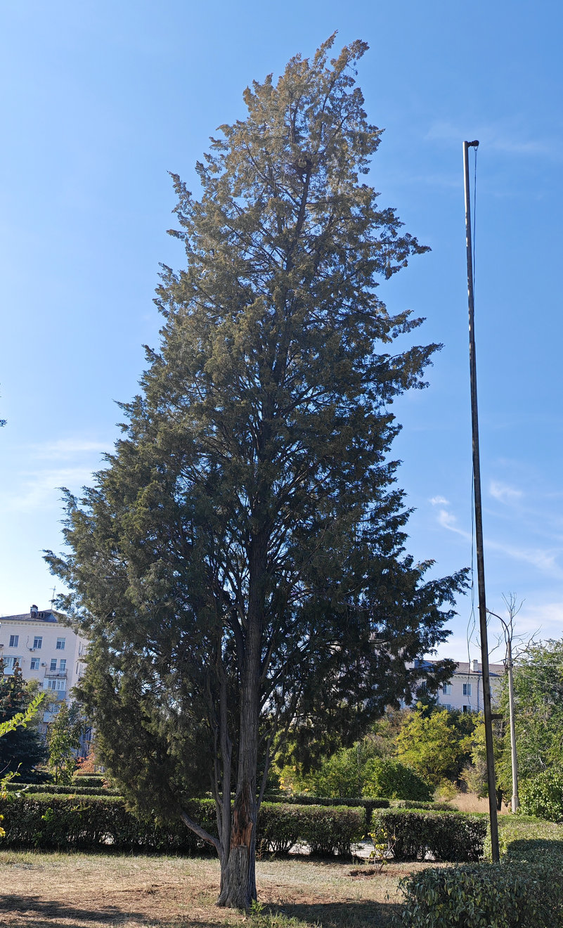 Image of Juniperus virginiana specimen.