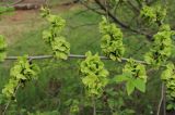 Ulmus pumila. Ветвь с соплодиями. Москва, Кузьминский парк, на ЛЭП. 18.05.2011.