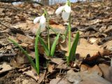 Galanthus plicatus