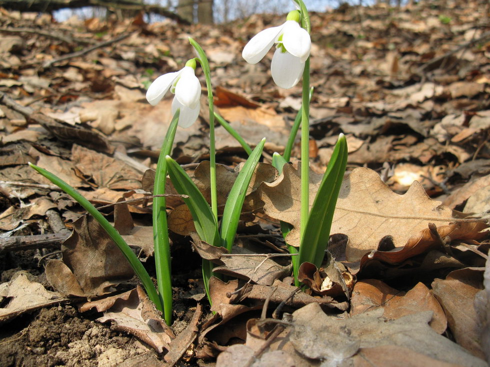 Изображение особи Galanthus plicatus.