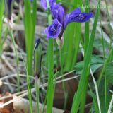 Iris uniflora. Цветок и бутон. Приморский край, Уссурийский р-н, окр. с. Монакино. 29.05.2011.