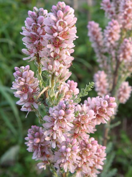 Image of Myricaria germanica specimen.