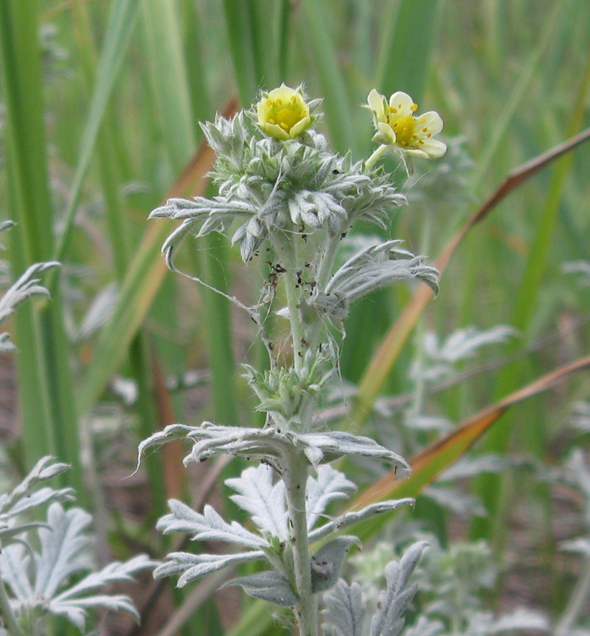 Изображение особи Potentilla impolita.