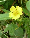 Potentilla reptans