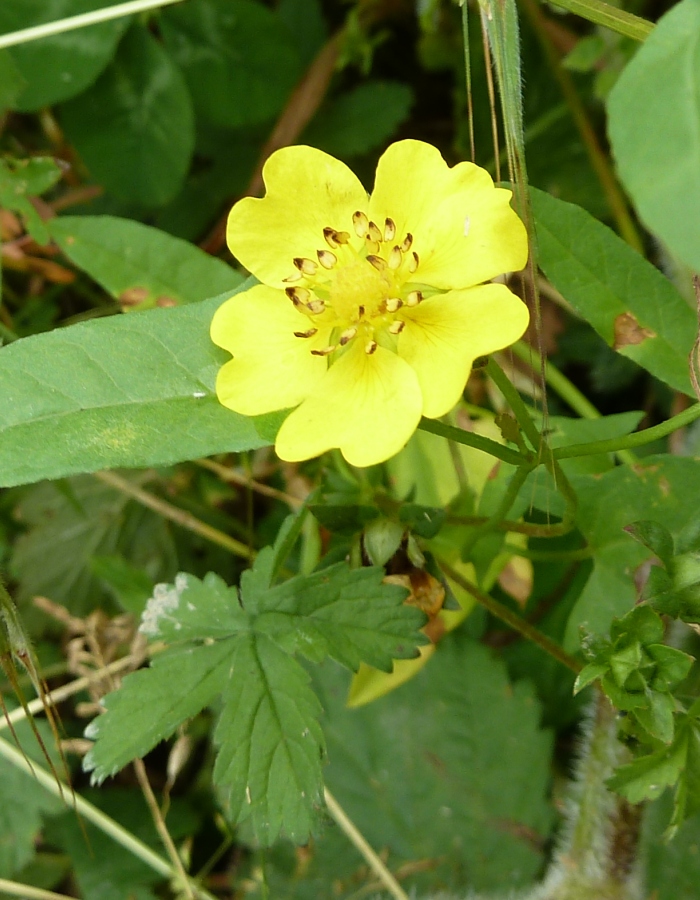 Изображение особи Potentilla reptans.