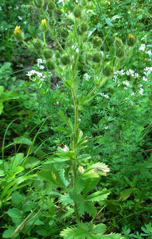 Image of Potentilla recta ssp. pilosa specimen.