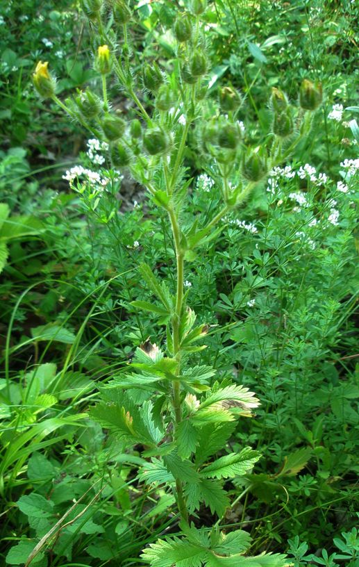 Изображение особи Potentilla recta ssp. pilosa.