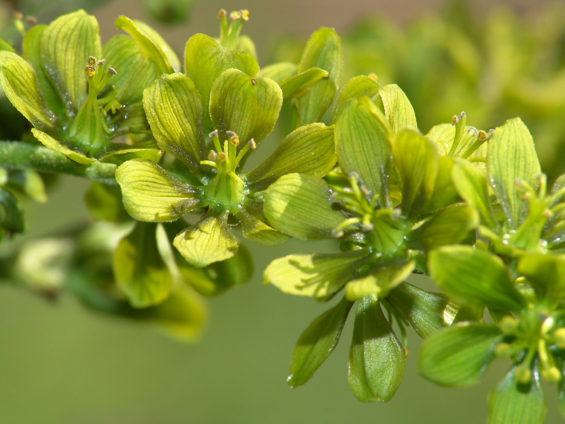 Изображение особи Veratrum lobelianum.