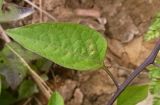 Solanum dulcamara