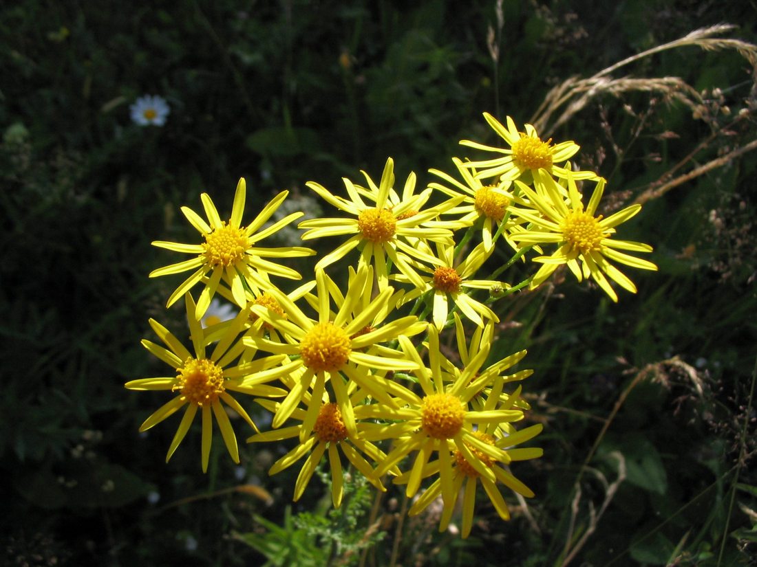 Изображение особи Senecio jacobaea.