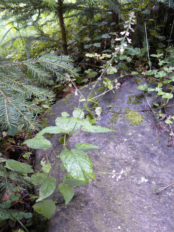 Image of Circaea lutetiana specimen.