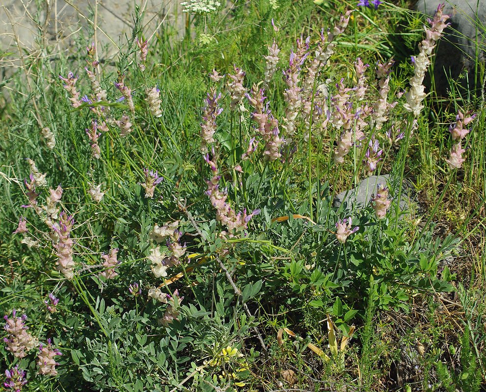 Изображение особи Astragalus schrenkianus.