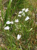 Campanula polymorpha. Цветущие растения (белоцветковая форма) на субальпийском лугу. Украина, Закарпатская обл., Раховский р-н, хр. Черногора. 16 июля 2007 г.