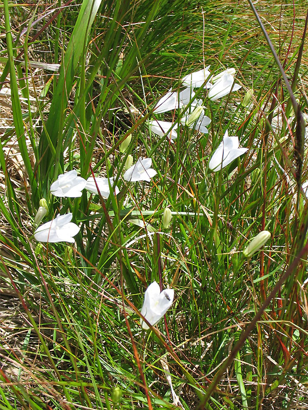 Image of Campanula polymorpha specimen.