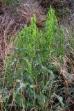 Rumex stenophyllus. Плодоносящее растение. Восточный Крым, окр. пос. Приморский. 4 сентября 2011 г.