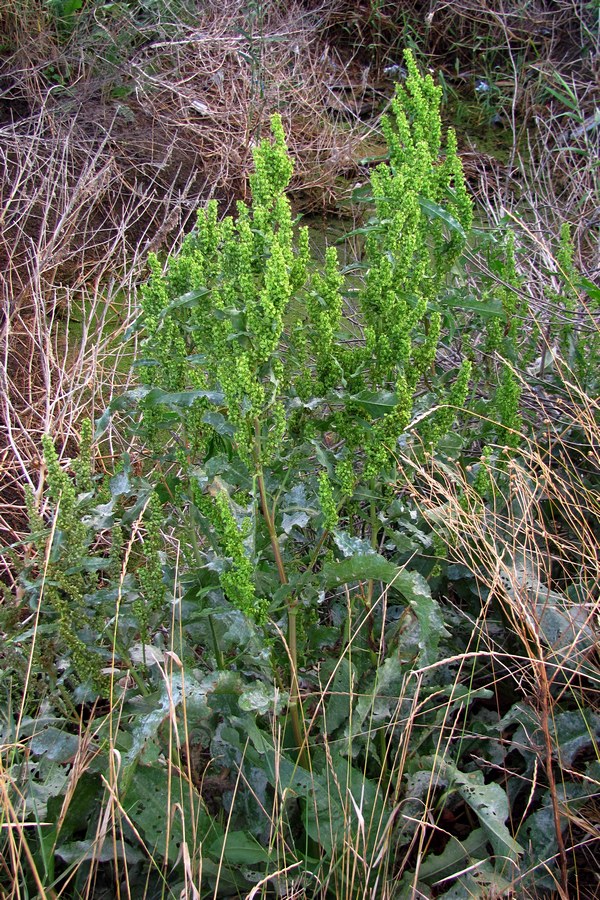 Image of Rumex stenophyllus specimen.