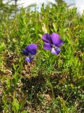 Viola declinata