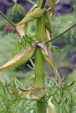 genus Ferula