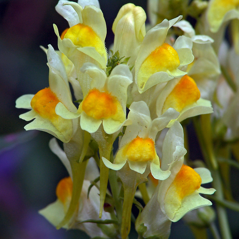 Изображение особи Linaria vulgaris.