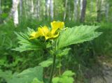 Geum macrophyllum