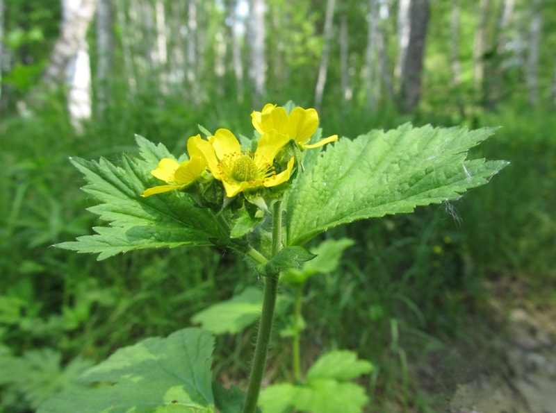 Изображение особи Geum macrophyllum.