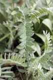 Oxytropis baldshuanica