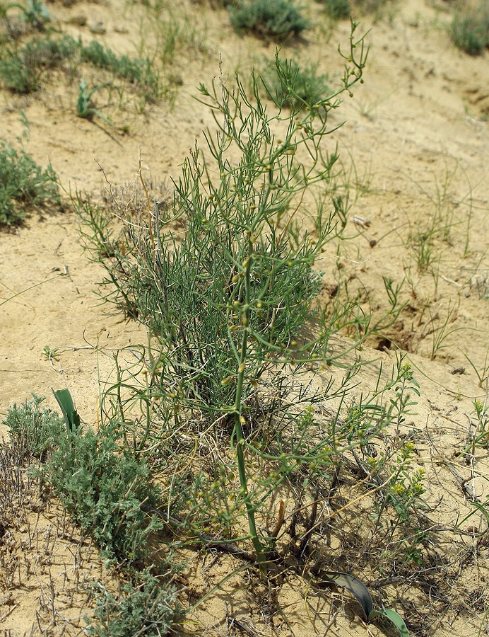 Изображение особи Asparagus inderiensis.