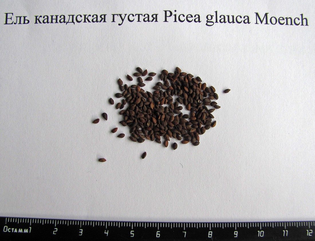 Изображение особи Picea glauca.