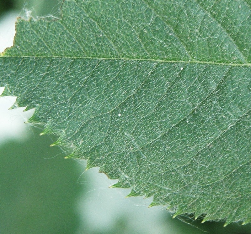 Image of Rosa kalmiussica specimen.