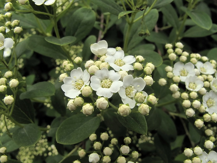 Image of Spiraea &times; vanhouttei specimen.