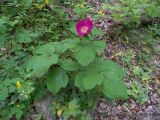 Paeonia caucasica