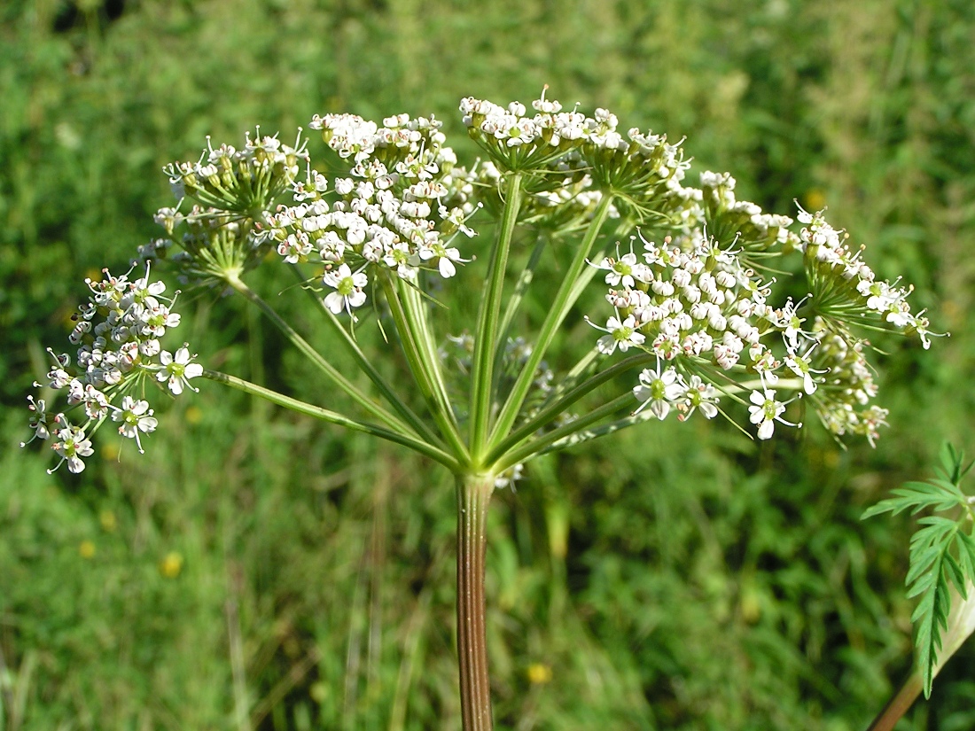 Изображение особи Conioselinum tataricum.