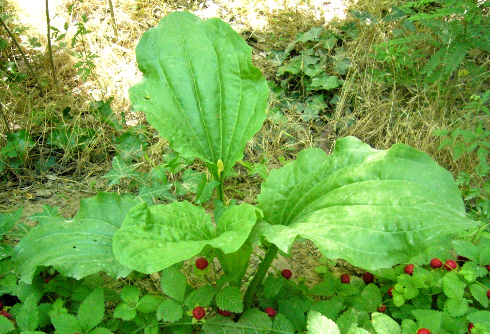 Изображение особи Plantago major.