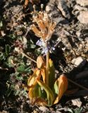Primula macrophylla. Плодоносящее растение. Таджикистан, Памир, озеро Турунтай-Куль, 4200 м н.у.м. 13.08.2011.