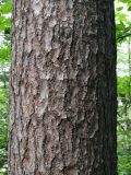 Pinus sibirica. Поверхность ствола на высоте 2 м. Приморье, Владивосток, Ботанический сад. 23.08.2009.