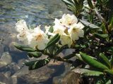 Rhododendron caucasicum. Ветви с соцветиями. Карачаево-Черкесия, окр. Теберды, истоки р. Азгек, Верхнее Левое Азгекское озеро. 26.07.2011.