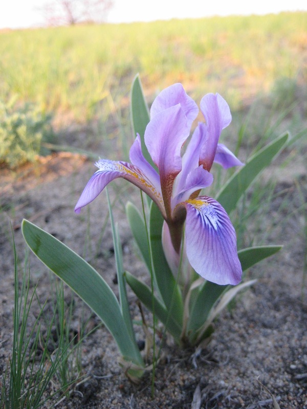 Изображение особи Iris glaucescens.