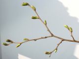 Tilia tomentosa