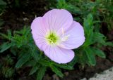 Oenothera speciosa